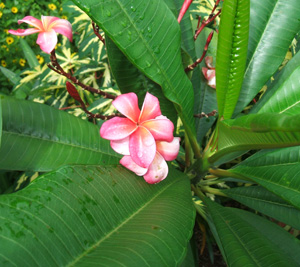 Frangipani