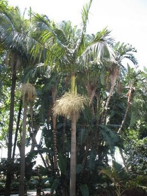 Alexander Palm, King Palm