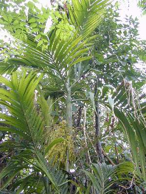 Areca Triandra, Triandra Palm