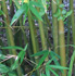 Bambusa malingensis,  (Seabreeze Bamboo, Maling Bamboo)