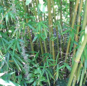 Bambusa malingensis (Seabreeze Bamboo)