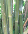 Bambusa textilis 'Mutabilis' (Emerald Bamboo)
