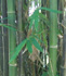 Bambusa oldhamii (Oldham's Bamboo)