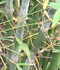 Bambusa textilis 'Kanapaha' (Wong Chuk Bamboo, Royal Bamboo)