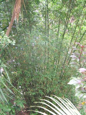 Bambusa textilis 'Kanapaha, Wong Chuk Bamboo,  Royal Bamboo