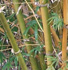 Bambusa ventricosa 'Kimmei' (Kimmei Bamboo)