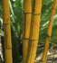 Bambusa vulgaris Vittata  (Hawaiian Stripe Bamboo, Painted Bamboo, Hawaiian Golden Bamboo)