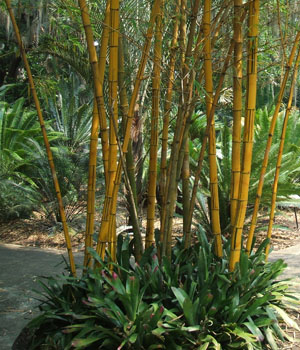 Bambusa vulgaris Vittata (Hawaiian Stripe Bamboo, Painted Bamboo, Hawaiian Golden Bamboo)