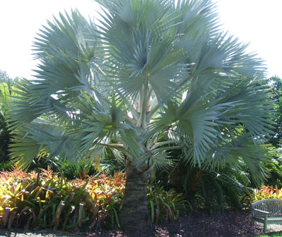 Bismark Palm, Bismarck Palm, Bismarkia nobillis