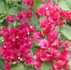 Bougainvillea