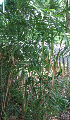 Chamaedorea seifrizii,  Bamboo Palm, Reed Palm
