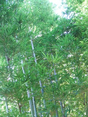 Dendrocalamus minor Amoenus, Ghost Bamboo,  Angel Mist Bamboo