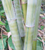Dendrocalamus minor 'Amoenus' (Ghost Bamboo, Angel Mist Bamboo)