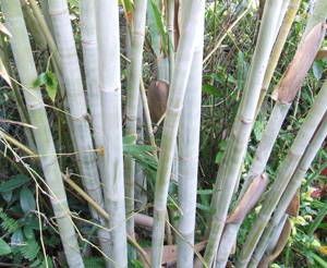 Dendrocalamus minor Amoenus  (Ghost Bamboo,  Angel Mist Bamboo)