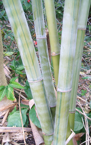 Dendrocalamus minor Amoenus  (Ghost Bamboo,  Angel Mist Bamboo)