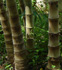 Dendrocalamus asper (Asper Bamboo)