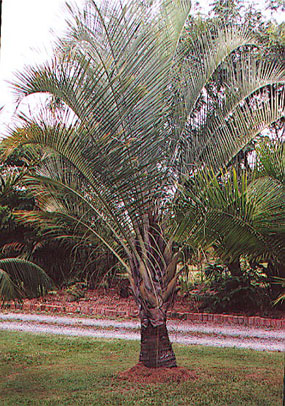 dypsis-decaryi , Triangle Palm, neodypsis decaryi