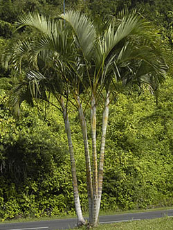 Dypsis lutescens, Butterfly Palm, Chrysalidocarpus lutescens, Areca Palm