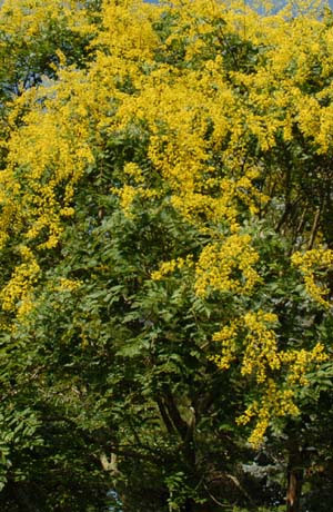 Golden Rain Tree, Koelreuteria paniculata,
