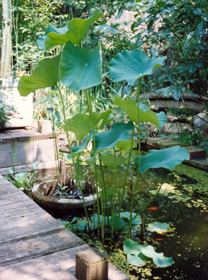 Nelumbo nucifera, Sacred Lotus, Egyptian Lotus