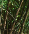 Otatea acuminata ssp. aztecorum (Mexican Weeping Bamboo)