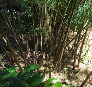 Otatea acuminata aztecorum  (Mexican Weeping Bamboo)