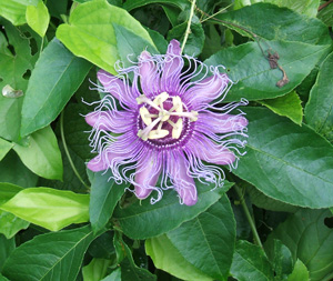 Passion Vine, Passiflora, passion flower