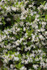 Trachelospermum jasminoides, Confederate Jasmine