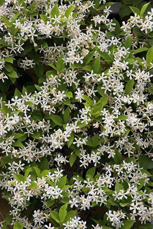 Confederate Jasmine, Trachelospermum jasminoides, star jasmine