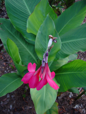 Canna ehemannii