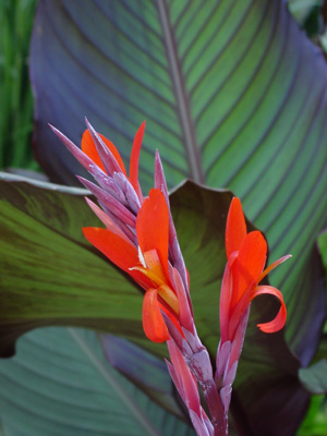 Canna red stripe