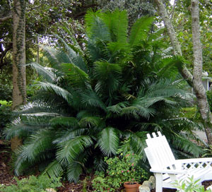 cycas circinalis, queen sago palm