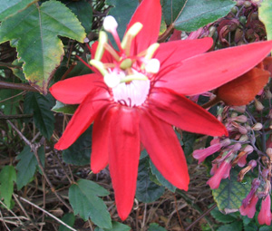 Passiflora, Passion Vine, Red