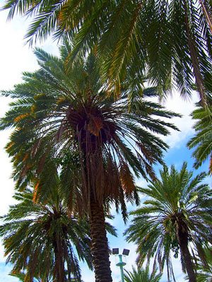 Phoenix-canariensis, Canary Island Date Palm