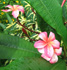 plumeria, frangipani