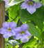 Thunbergia grandiflora, Blue Sky Vine, Bengal Clock Vine