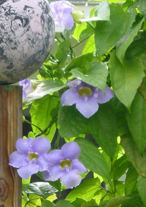 Thunbergia, Thunbergia grandiflora, Blue Sky Vine, Bengal Clock Vine, Sky Vine