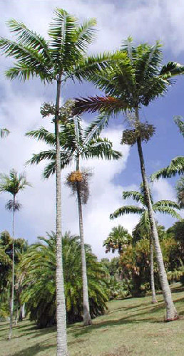 Veitchia montgomeryana,     Montgomery Palm