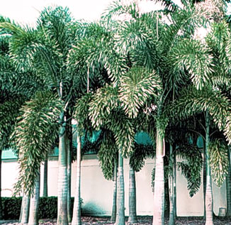 wodyetia-bifurcata, Foxtail Palm