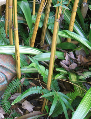 Bambusa multiplex 'Alphonse Karr' 