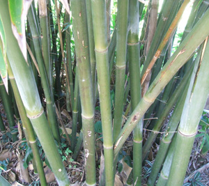 Bambusa textilis Mutabilis,  Emerald Bamboo