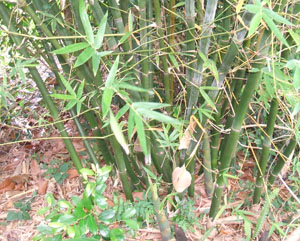 Bambusa textilis 'Kanapaha, Wong Chuk Bamboo,  Royal Bamboo