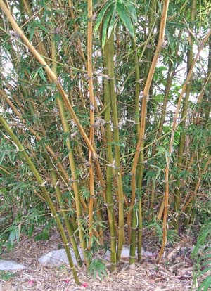 Bambusa ventricosa Kimmei 
