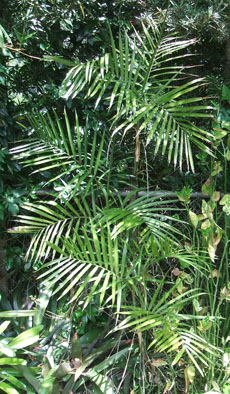 Chamaedorea costaricana Costa Rica Palm, Bamboo Palm, Dwarf Palm