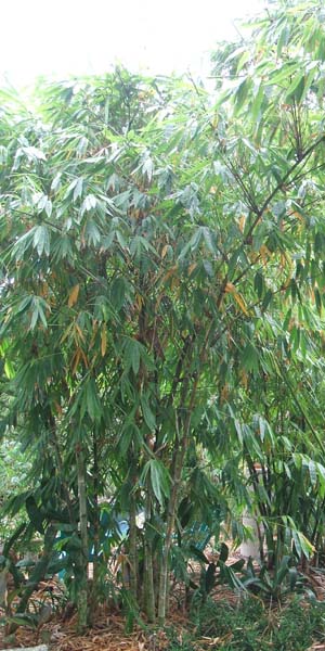 Dendrocalamus asper (Asper Bamboo)