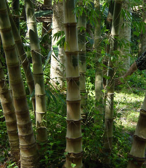 Dendrocalamus asper (Asper Bamboo) Dendrocalamus asper (Asper Bamboo)