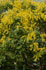 Koelreuteria-paniculata