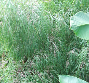 Otatea acuminata aztecorum (Mexican Weeping Bamboo) Otatea acuminata aztecorum (Mexican Weeping Bamboo)