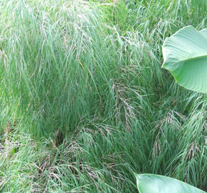 Otatea acuminata aztecorum  (Mexican Weeping Bamboo)