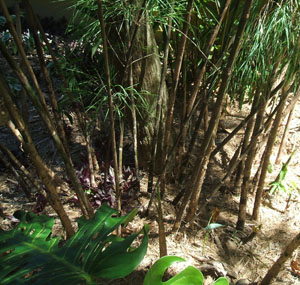 Otatea acuminata aztecorum (Mexican Weeping Bamboo) Otatea acuminata aztecorum (Mexican Weeping Bamboo)